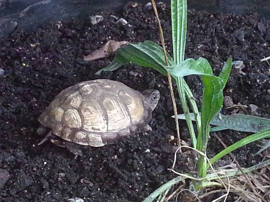Three Toed Tortoise - CURRENTLY UNAVAILABLE